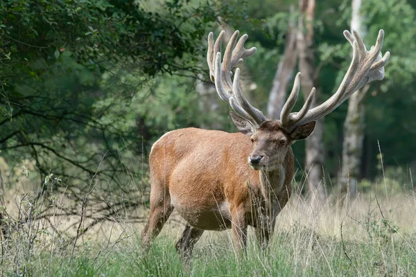 아름다운 Cervus Elaphus 볼루에 밭에서 여름의 — 스톡 사진