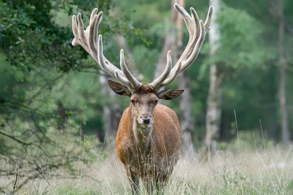 Όμορφο Κόκκινο Ελάφι Cervus Elaphus Στον Τομέα Του Εθνικού Πάρκου — Φωτογραφία Αρχείου