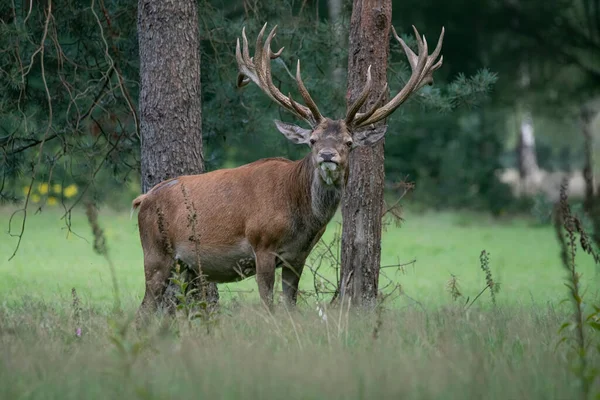 Όμορφο Κόκκινο Ελάφι Cervus Elaphus Στον Τομέα Του Εθνικού Πάρκου — Φωτογραφία Αρχείου