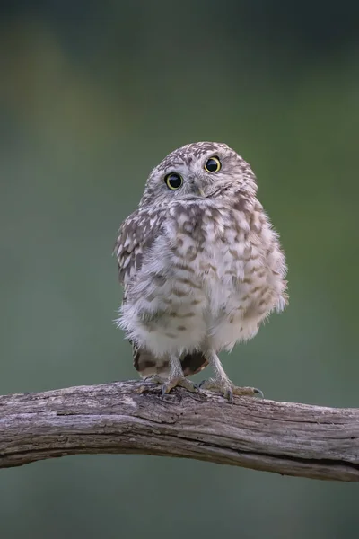 Primer Plano Lindo Búho Madriguero Athene Cunicularia — Foto de Stock