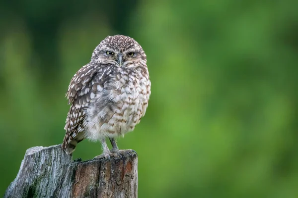 Nahaufnahme Der Niedlichen Erdkauz Athene Cunicularia — Stockfoto