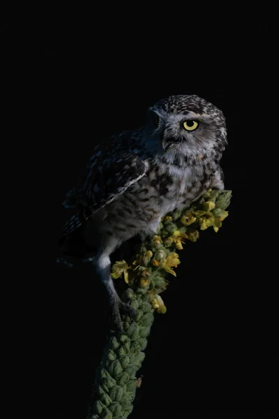 Nahaufnahme Der Niedlichen Erdkauz Athene Cunicularia — Stockfoto