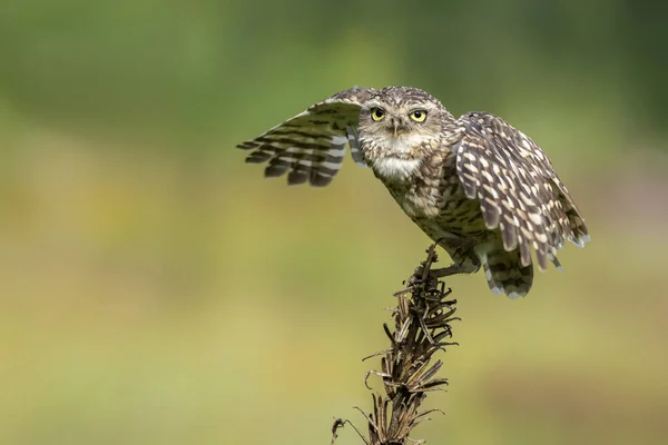 Close Van Schattige Gravende Uil Athene Cunicularia — Stockfoto