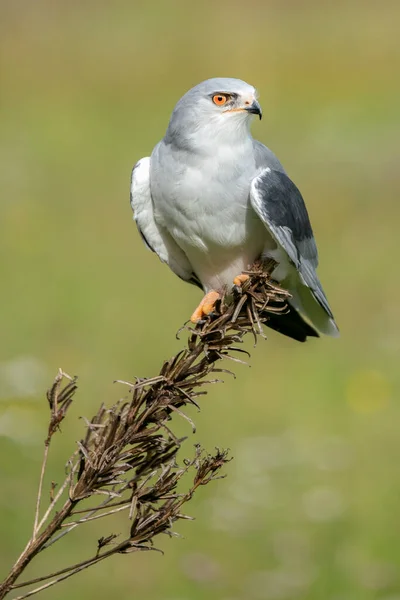 Zwarte Vlieger Elanus Caeruleus Noord Brabant Nederland — Stockfoto