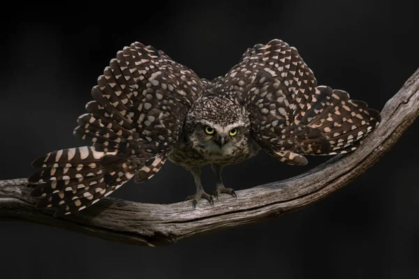 Close Cute Burrowing Owl Athene Cunicularia — Stock Photo, Image