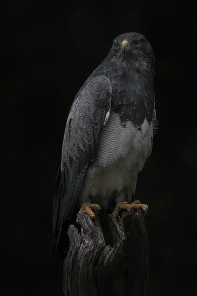 Adulto Goshawk Norte Accipiter Gentilis Floresta Noord Brabant Nos Países — Fotografia de Stock