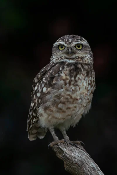 可爱的穴居猫头鹰 Athene Cunicularia 的特写 — 图库照片