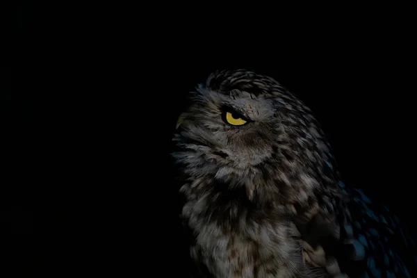 Nahaufnahme Der Niedlichen Erdkauz Athene Cunicularia — Stockfoto