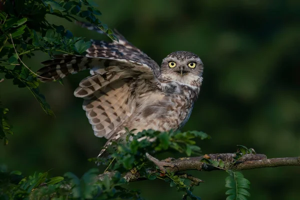 Közelről Aranyos Ásó Bagoly Athene Cunicularia — Stock Fotó