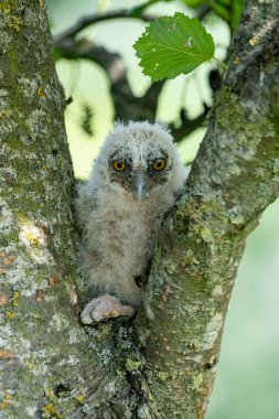 A beautiful juvenile young European Eagle Owl (Bubo bubo) in the Netherlands. Wild bird of prey with brown feathers and large orange eyes.
