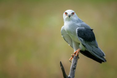 Hollanda 'da Siyah Kanatlı Uçurtma (Elanus caeruleus) Brabant yok.