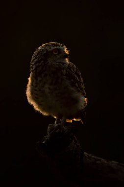 Sevimli Kazıcı Baykuşa yakın çekim (Athene cunicularia) 