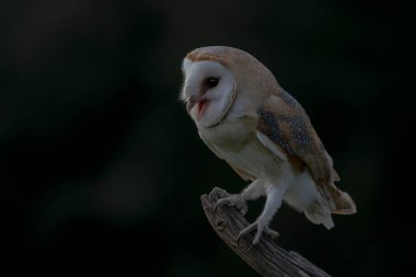 Güzel Ahır Baykuşu (Tyto alba) Hollanda