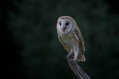Güzel Ahır Baykuşu (Tyto alba) Hollanda