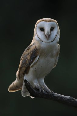 Güzel Ahır Baykuşu (Tyto alba) Hollanda
