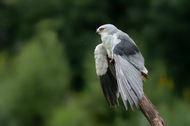 Bir dalda siyah kanatlı uçurtma (Elanus caeruleus). Yeşil arka plan. Noord Brabant Hollanda 'da.
