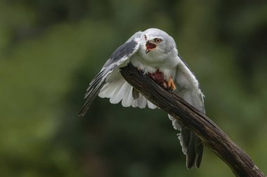 Bir dalda siyah kanatlı uçurtma (Elanus caeruleus). Yeşil arka plan. Noord Brabant Hollanda 'da.