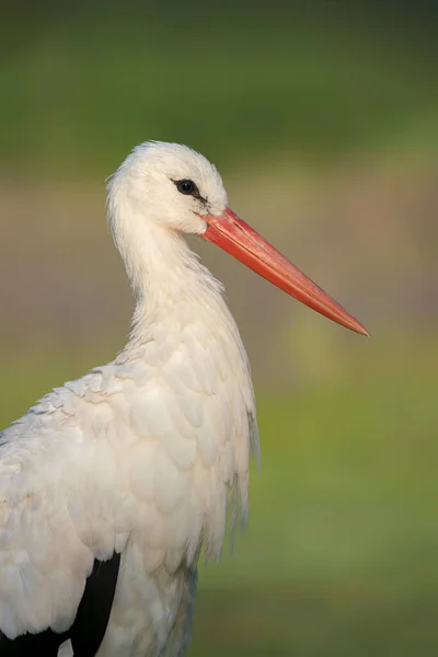 White Stork Ciconia Ciconia Netherlands Europe — Stock Photo, Image