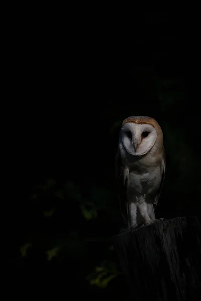 美丽的Barn Owl Tyto Alba — 图库照片