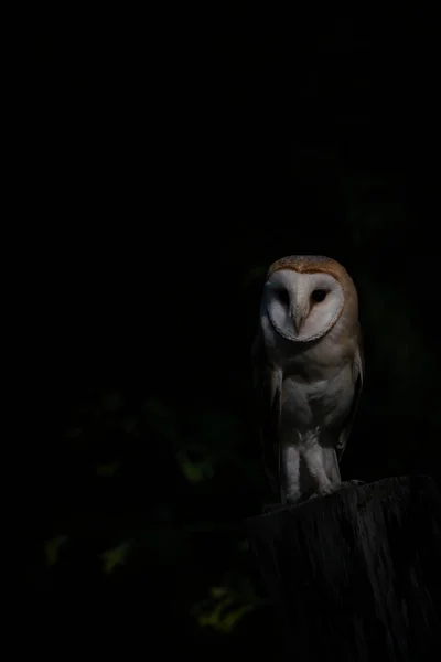 Beautiful Barn Owl Tyto Alba Netherlands — стокове фото