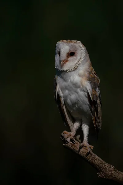 Beautiful Barn Owl Tyto Alba Países Bajos —  Fotos de Stock