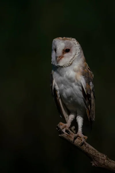 Gyönyörű Csűrbagoly Tyto Alba Hollandia — Stock Fotó