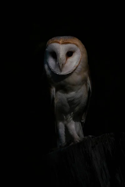 Beautiful Barn Owl Tyto Alba Netherlands — Stock Photo, Image