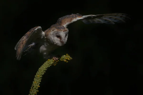 Beautiful Barn Owl Tyto Alba Netherlands — стокове фото