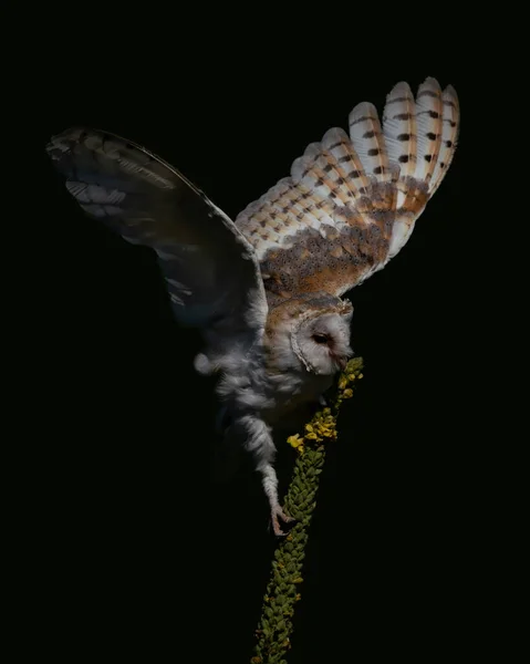 Coruja Celeiro Bonita Tyto Alba Países Baixos — Fotografia de Stock