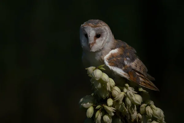 Beautiful Barn Owl Tyto Alba Países Bajos — Foto de Stock