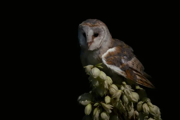 美丽的Barn Owl Tyto Alba — 图库照片