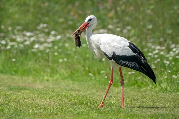 White Stork Ciconia Ciconia Has Caught Mole Plays Eating Summer — Stock Photo, Image