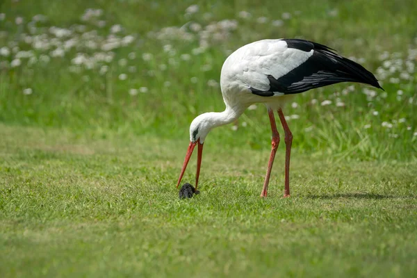 White Stork Ciconia Ciconia Has Caught Mole Plays Eating Summer — Stock Photo, Image