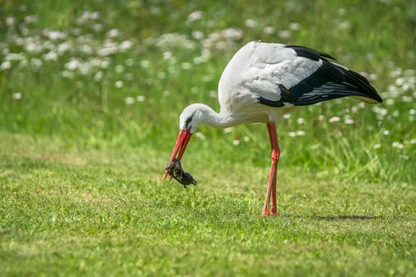 White Stork Ciconia Ciconia Has Caught Mole Plays Eating Summer — Stock Photo, Image