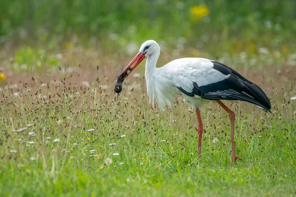 White Stork Ciconia Ciconia Has Caught Mole Plays Eating Summer — Stock Photo, Image