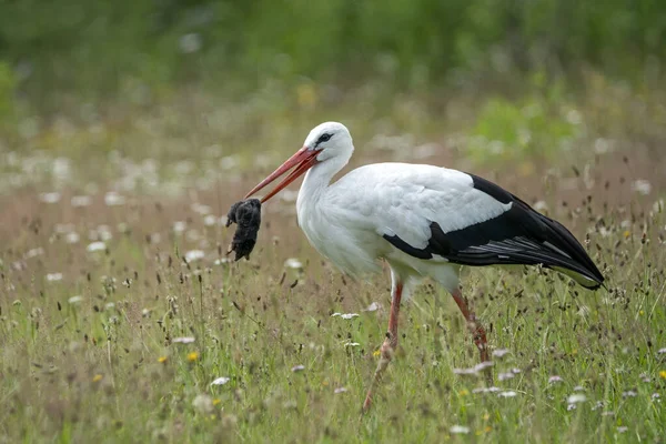 White Stork Ciconia Ciconia Has Caught Mole Plays Eating Summer — Stock Photo, Image