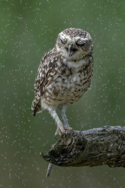 Burrowing Owl Athene Cunicularia Standing Branch Heavy Rain Burrowing Owls — Stock Photo, Image