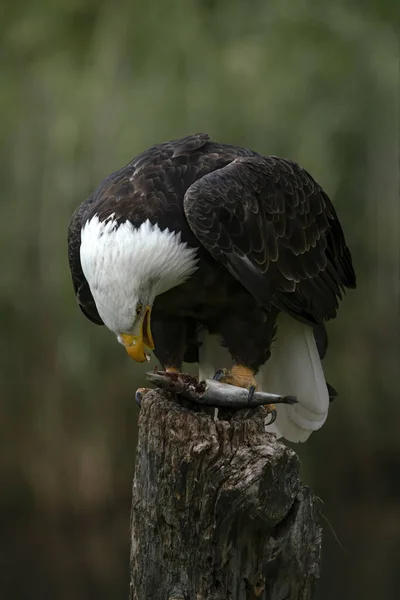 Águila Calva Hermosa Majestuosa Águila Americana Haliaeetus Leucocephalus —  Fotos de Stock