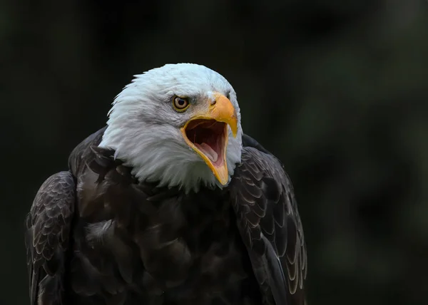 Águila Calva Hermosa Majestuosa Águila Americana Haliaeetus Leucocephalus —  Fotos de Stock