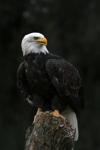 Águila Calva Hermosa Majestuosa Águila Americana Haliaeetus Leucocephalus —  Fotos de Stock