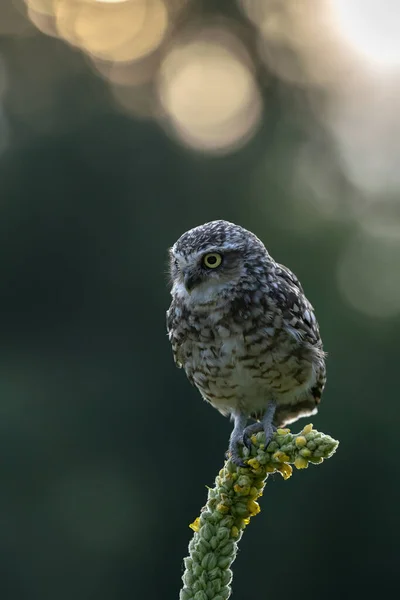 Nahaufnahme Der Niedlichen Erdkauz Athene Cunicularia — Stockfoto