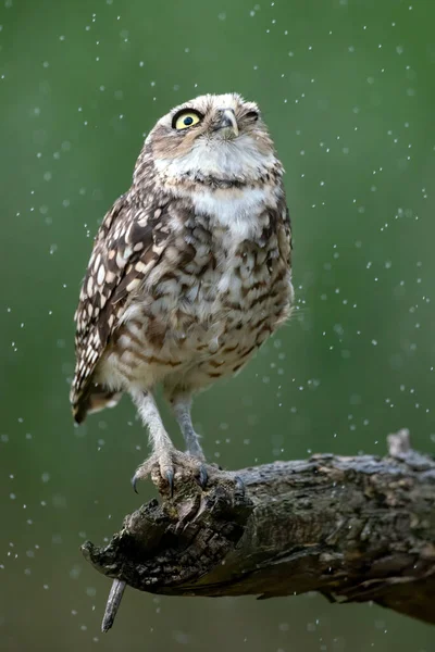 Coruja Chão Athene Cunicularia Está Sobre Galho Sob Forte Chuva — Fotografia de Stock