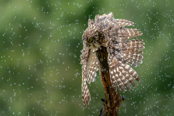 Κουκουβάγια Athene Cunicularia Στέκονται Ένα Κλαδί Δυνατή Βροχή Κουκουβάγιες Κάνουν — Φωτογραφία Αρχείου