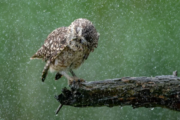 Búho Enterrador Athene Cunicularia Está Pie Sobre Una Rama Bajo —  Fotos de Stock