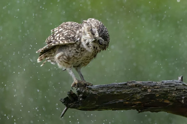 Coruja Chão Athene Cunicularia Está Sobre Galho Sob Forte Chuva — Fotografia de Stock