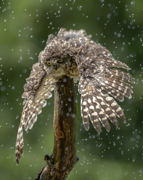 Κουκουβάγια Athene Cunicularia Στέκονται Ένα Κλαδί Δυνατή Βροχή Κουκουβάγιες Κάνουν — Φωτογραφία Αρχείου
