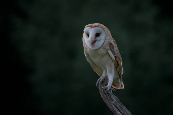 Beautiful Barn Owl Tyto Alba Netherlands — Stock Photo, Image