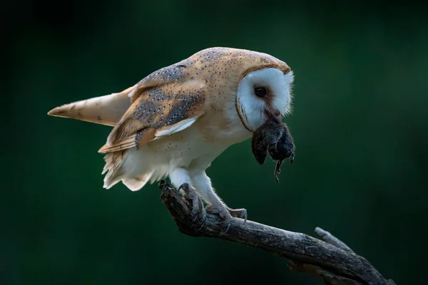 Beautiful Barn Owl Tyto Alba Eating Mouse Prey Dusk Dark — Stock Photo, Image