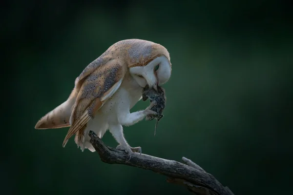Beautiful Barn Owl Tyto Alba Eating Mouse Prey Dusk Dark — Stock Photo, Image