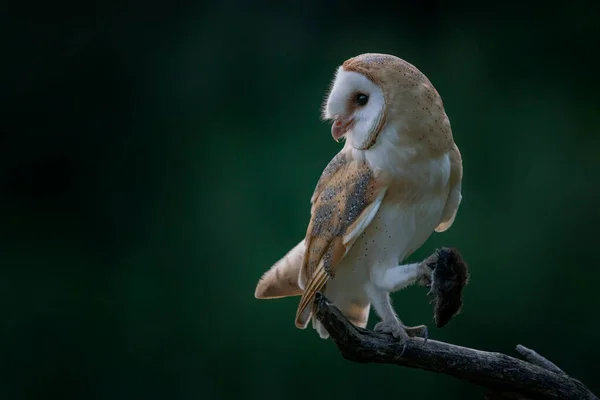 Coruja Celeiro Bonita Tyto Alba Países Baixos — Fotografia de Stock